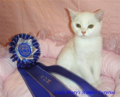 creme smoke british shorthair kitten