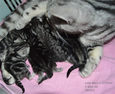 silver spotted british shorthair cat