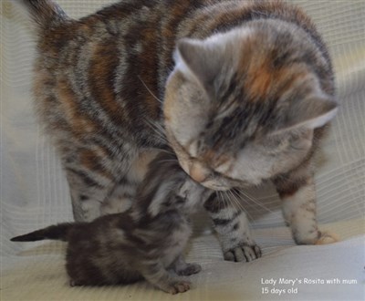 tortie silver tabby kitten and mum british shorthair cat