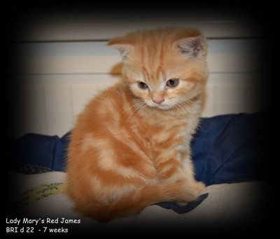 red tabby british shorthair kitten