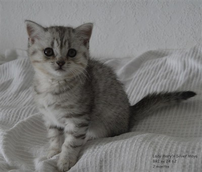 silver spotted british shorthair kitten