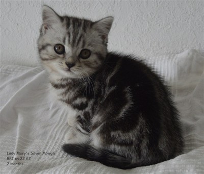 silver tabby british shorthair kitten