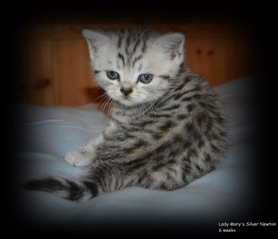 silver spotted british shorthair kitten