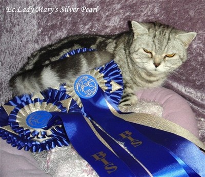 silver tabby british shorthair