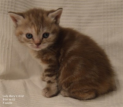 tortie cinnamon tabby british shorthair kitten