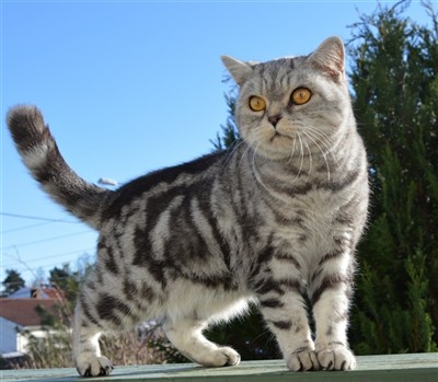 silver tabby british shorthair cat