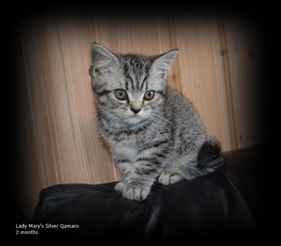 silver spotted british shorthair kitten