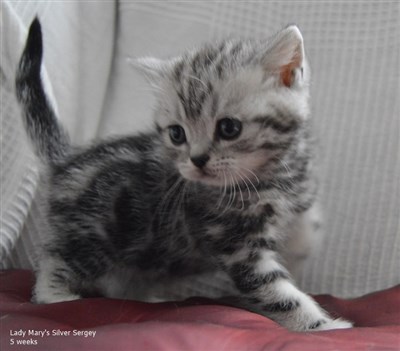 silver tabby orange eyed british shorthair kitten