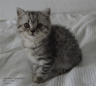 silver spotted british shorthair kitten