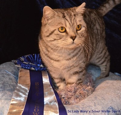 Silverspotted British Shorthair