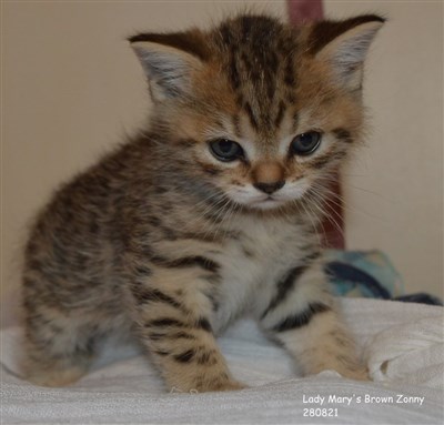 brown spotted british shorthair