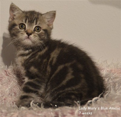 tortie blue tabby british shorthair kitten