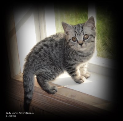 silver spotted british shorthair kitten