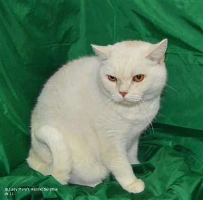 shaded cameo british shorthair cat