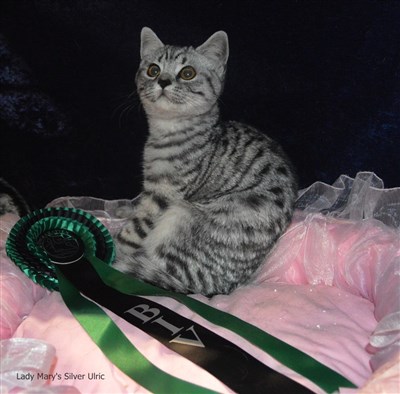 silver spotted british shorthair cat