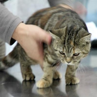 tortie tabby british shorthair kitten