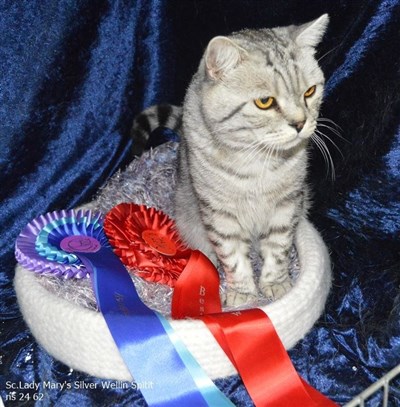 silver spotted british shorthair cat