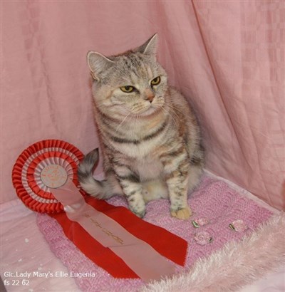 tortie silver tabby british shorthair cat