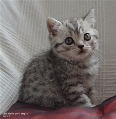 silver spotted orange eyed british shorthair cat