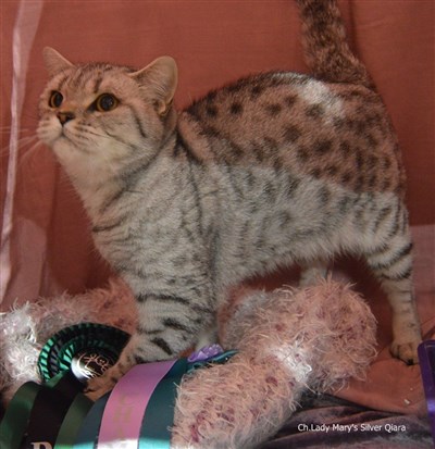 silver spotted british shorthair cat