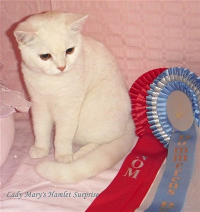 cream smoke british shorthair kitten