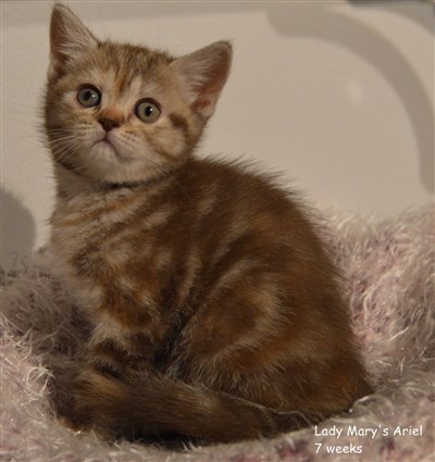 tortie cinnamon tabby british shorthair kitten