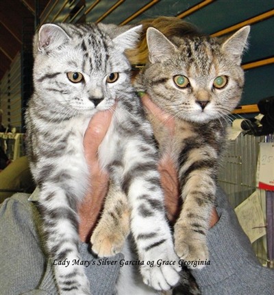 silver and tortie tabby british shorthair cats