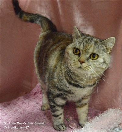 tortie silver tabby british shorthair cat