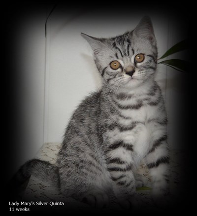 silver spotted british shorthair kitten