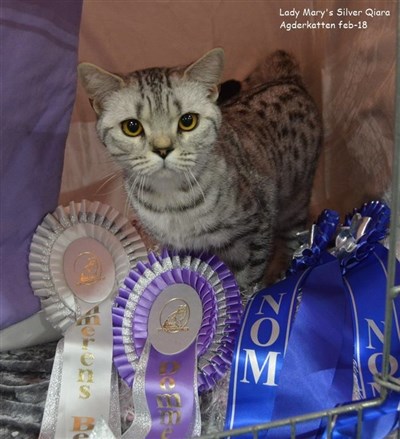 qiara silver spotted british shorthair cat