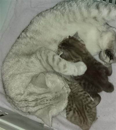 sølvspotted britisk korthår kattunge