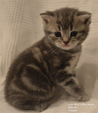 tortie blue tabby british shorthair kitten