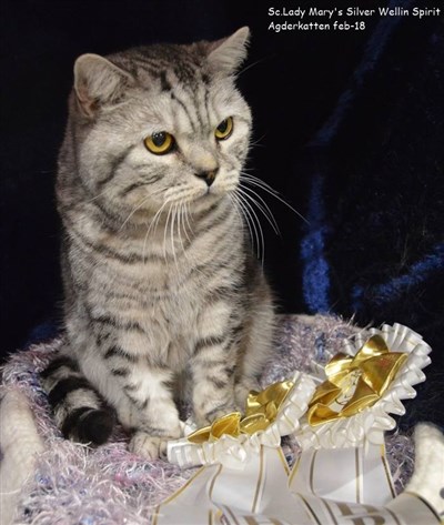 spirit silver spotted british shorthair cat