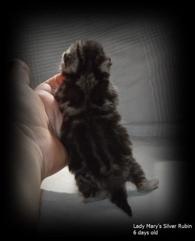 silver tabby british shorthair kitten