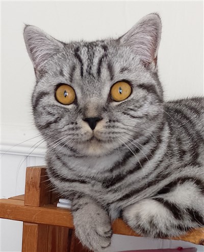 s&oslash;lvspotted britisk korth&aring;r orange&oslash;yd  kattunge