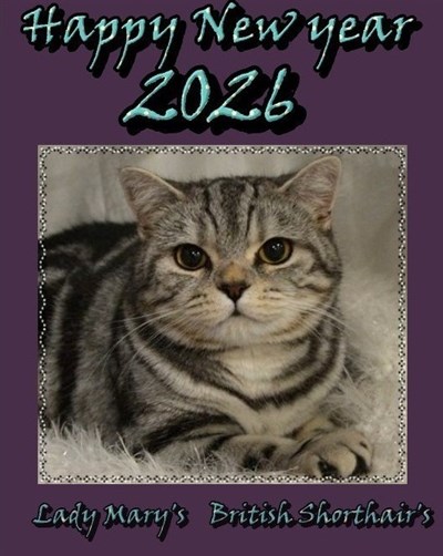 silver tabby britisk korth&aring;r