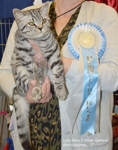 silver spotted orange eyed british shorthair cat