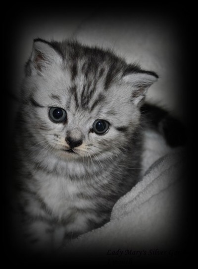 silver tabby british shorthair kitten