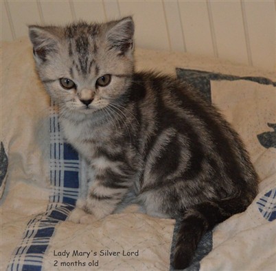 silver tabby british shorthair kitten