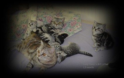 Lady Mary's british shorthair litter