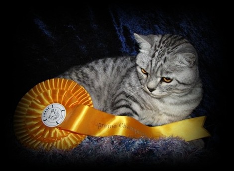 silver spotted british shorthair cat