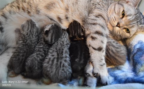 sølvtabby sølvspotted britisk korthår