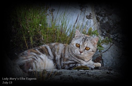 tortie silver tabby british shorthair cat