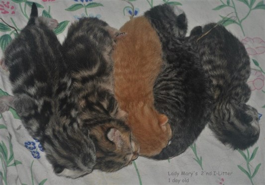 british shorthair litter