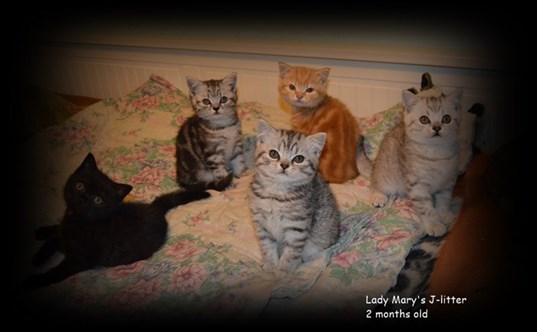 british shorthair litter