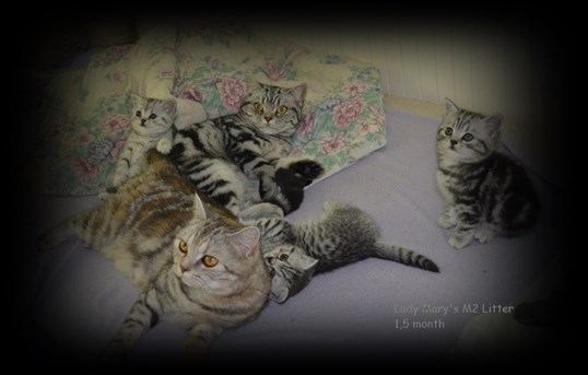 british shorthair litter