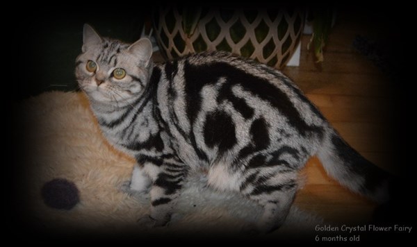 Fairy Lady Mary S British Shorthair Tabby Spotted Cat