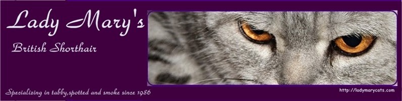 Lady Mary's british shorthair tabby, spotted cat