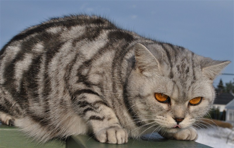 Pearl Lady Mary S British Shorthair Tabby Spotted Cat
