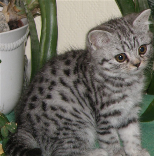 British shorthair silver spotted sales tabby